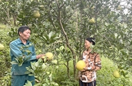Nam Dinh village enjoys changes from poor land